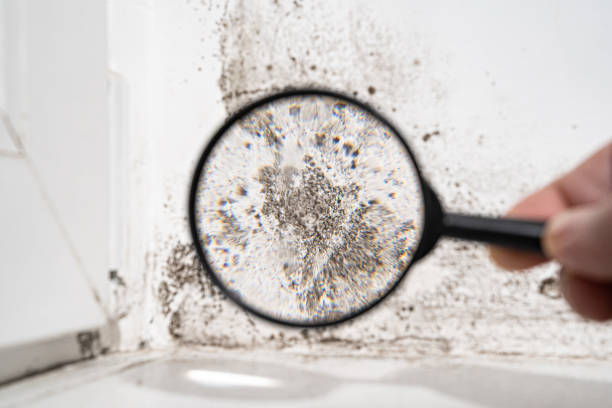  Williams, OR Mold Removal Pros